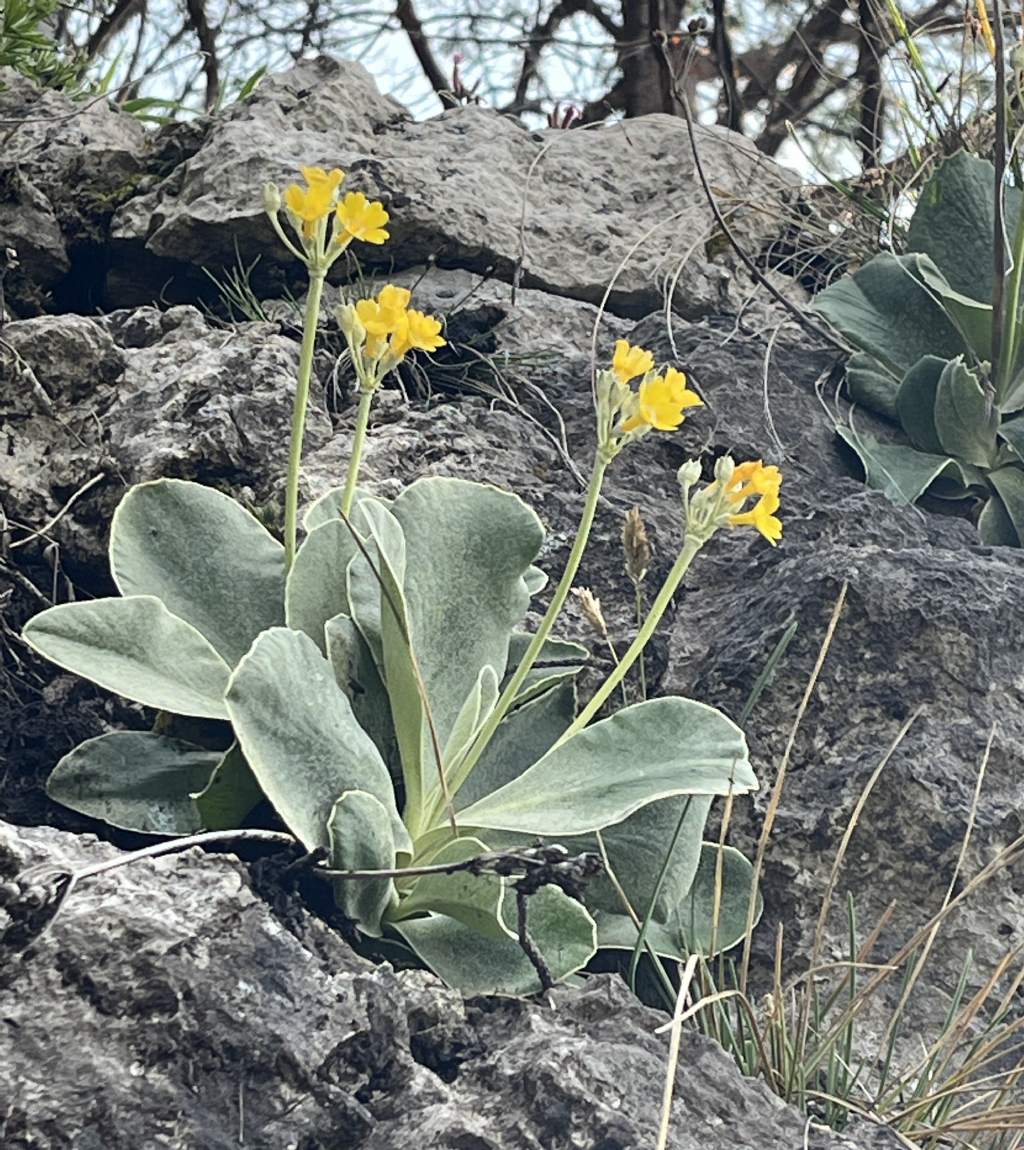Bocca di Valle...Bondone (TN)